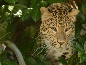 Preview wallpaper leopard, predator, face, cat