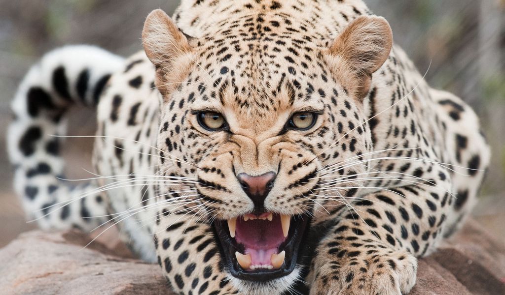 1024x600 Wallpaper leopard, predator, face, teeth, aggression
