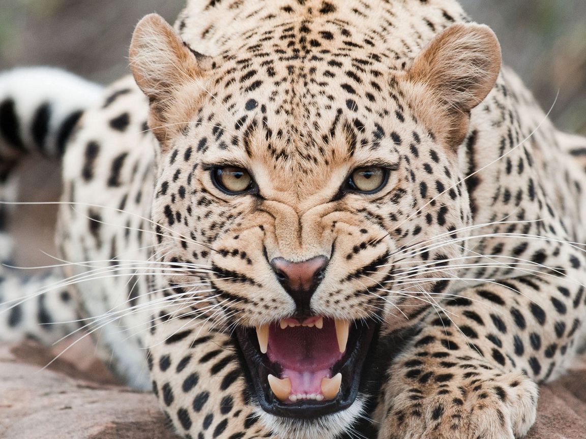 1152x864 Wallpaper leopard, predator, face, teeth, aggression
