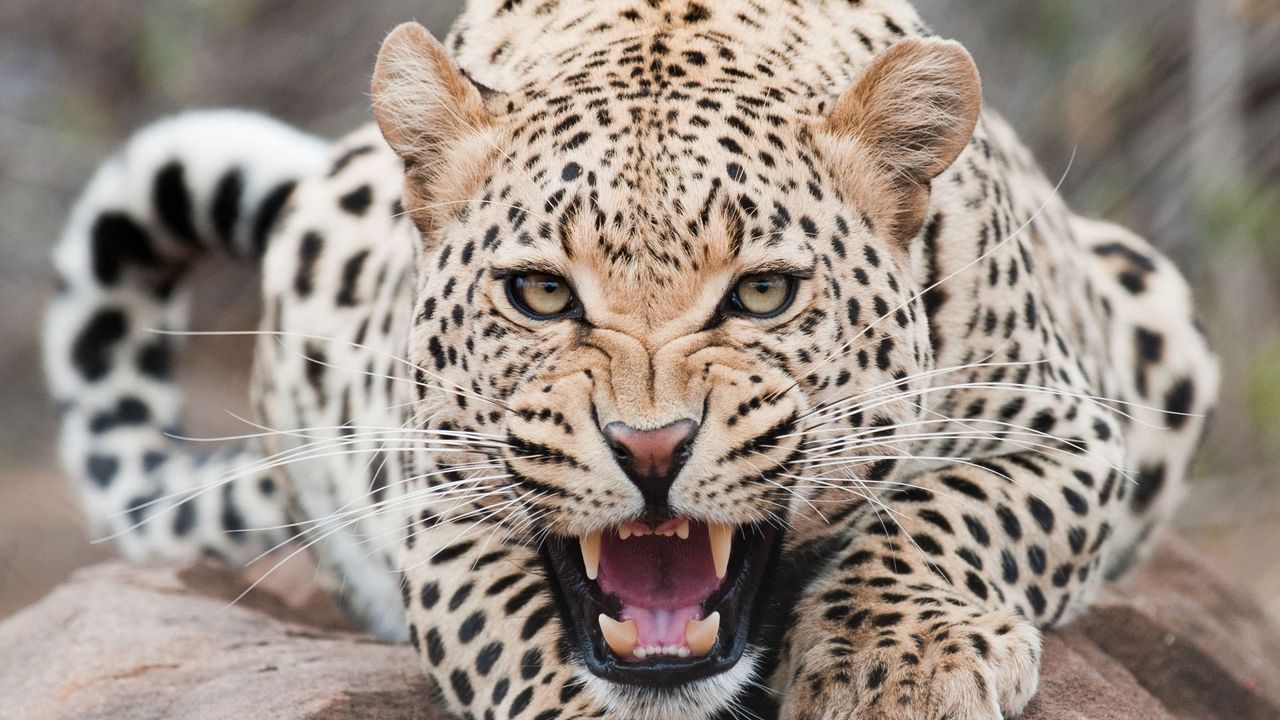 1280x720 Wallpaper leopard, predator, face, teeth, aggression
