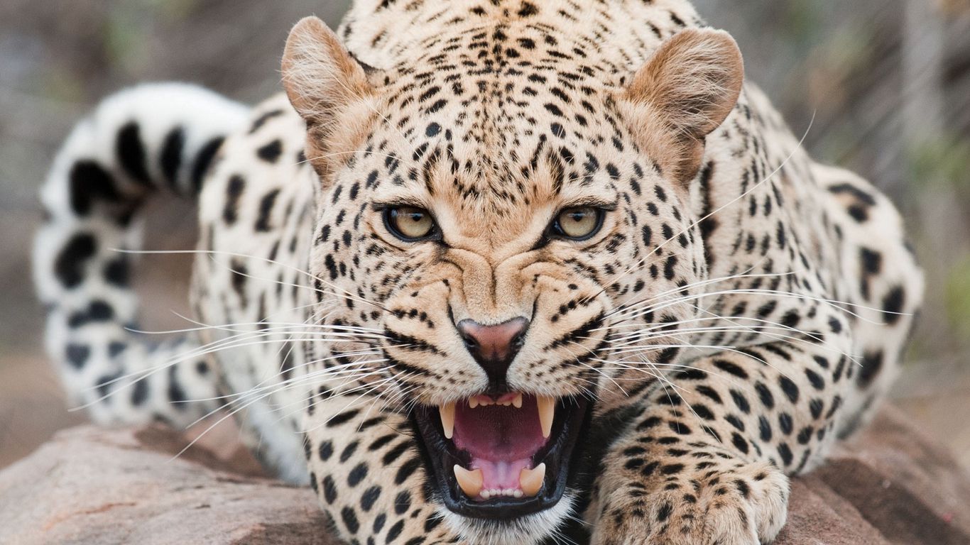 1366x768 Wallpaper leopard, predator, face, teeth, aggression