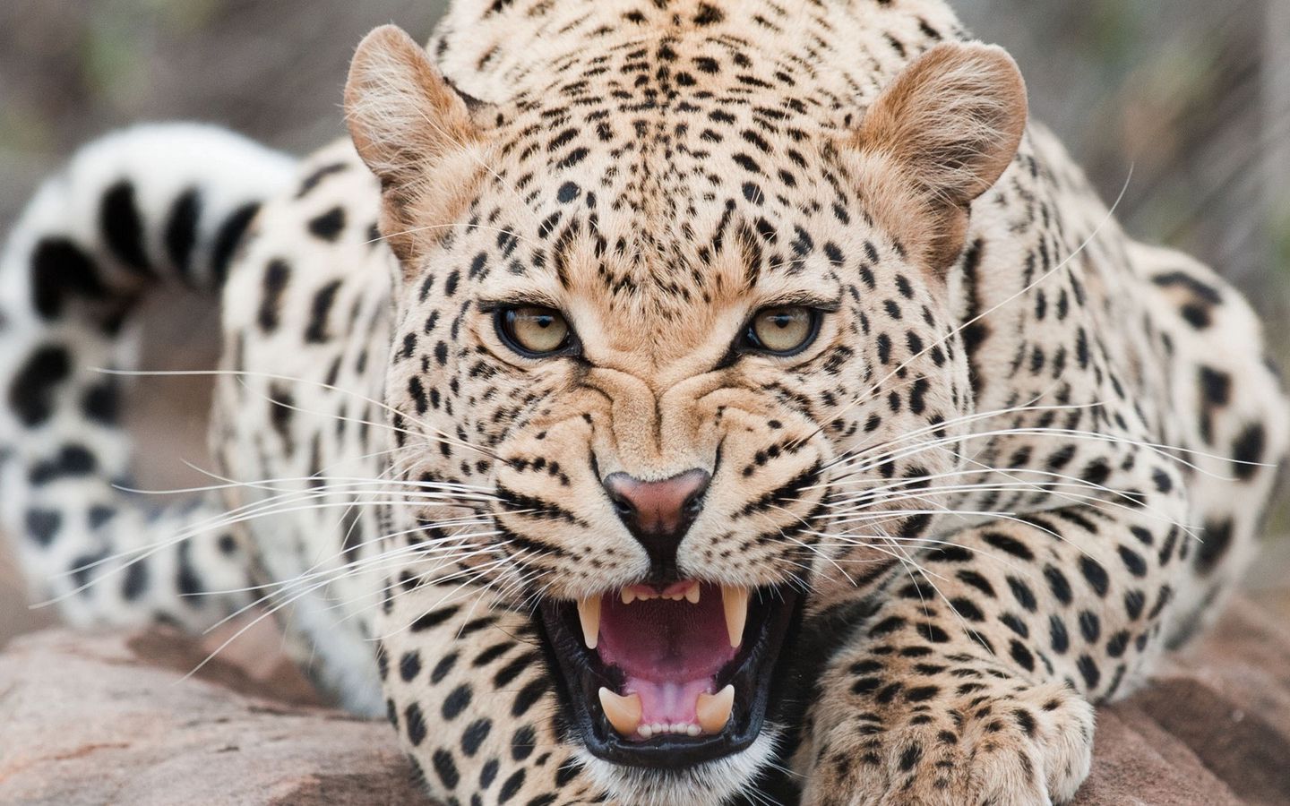 1440x900 Wallpaper leopard, predator, face, teeth, aggression