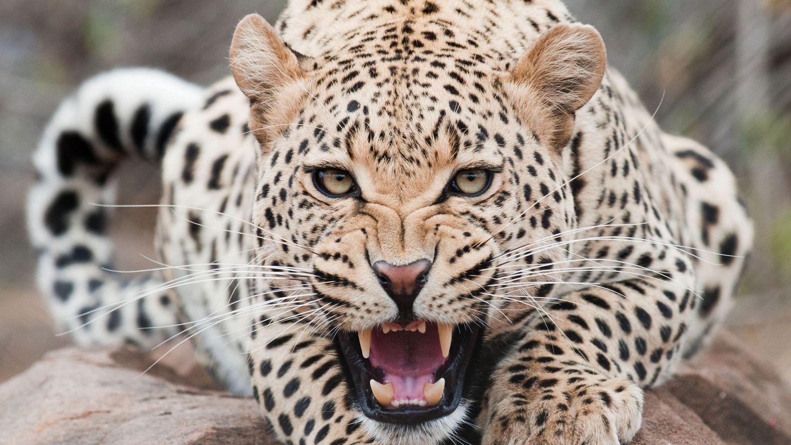 1600x900 Wallpaper leopard, predator, face, teeth, aggression