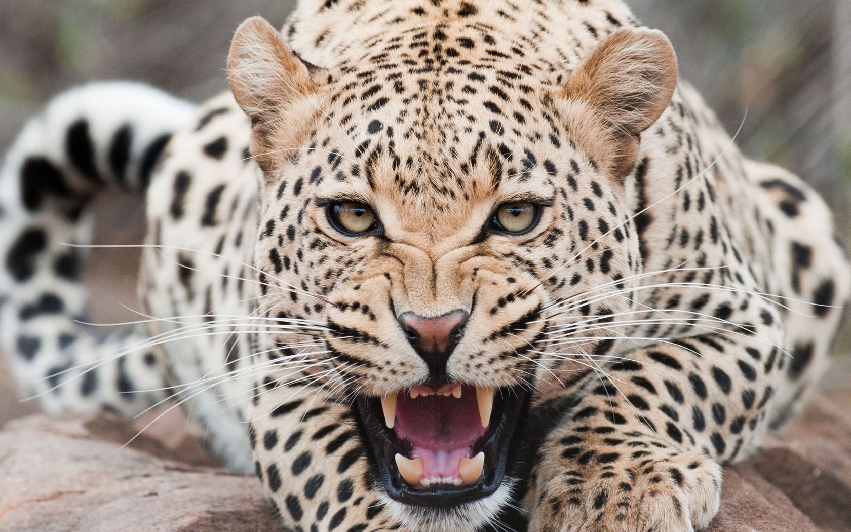 1680x1050 Wallpaper leopard, predator, face, teeth, aggression