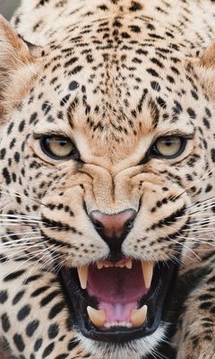 240x400 Wallpaper leopard, predator, face, teeth, aggression