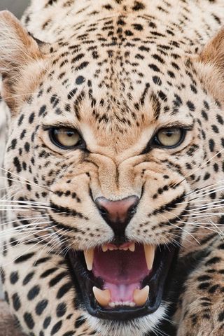 320x480 Wallpaper leopard, predator, face, teeth, aggression