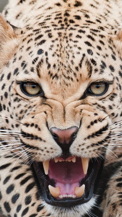 480x854 Wallpaper leopard, predator, face, teeth, aggression