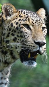 Preview wallpaper leopard, predator, fangs, big cat