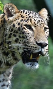 Preview wallpaper leopard, predator, fangs, big cat