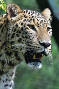 Preview wallpaper leopard, predator, fangs, big cat