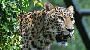 Preview wallpaper leopard, predator, fangs, big cat