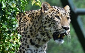 Preview wallpaper leopard, predator, fangs, big cat