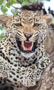 Preview wallpaper leopard, predator, fangs, big cat, tree