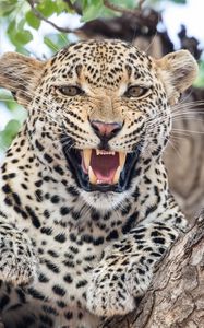 Preview wallpaper leopard, predator, fangs, big cat, tree