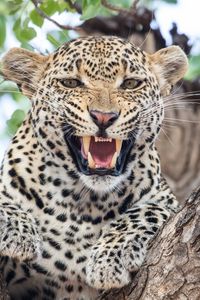Preview wallpaper leopard, predator, fangs, big cat, tree