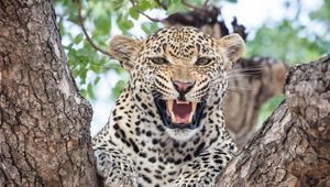 Preview wallpaper leopard, predator, fangs, big cat, tree