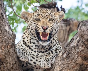 Preview wallpaper leopard, predator, fangs, big cat, tree