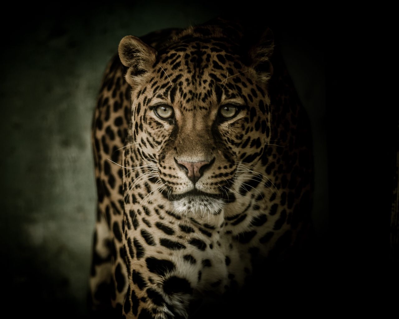 1280x1024 Wallpaper leopard, predator, glance, big cat, dark