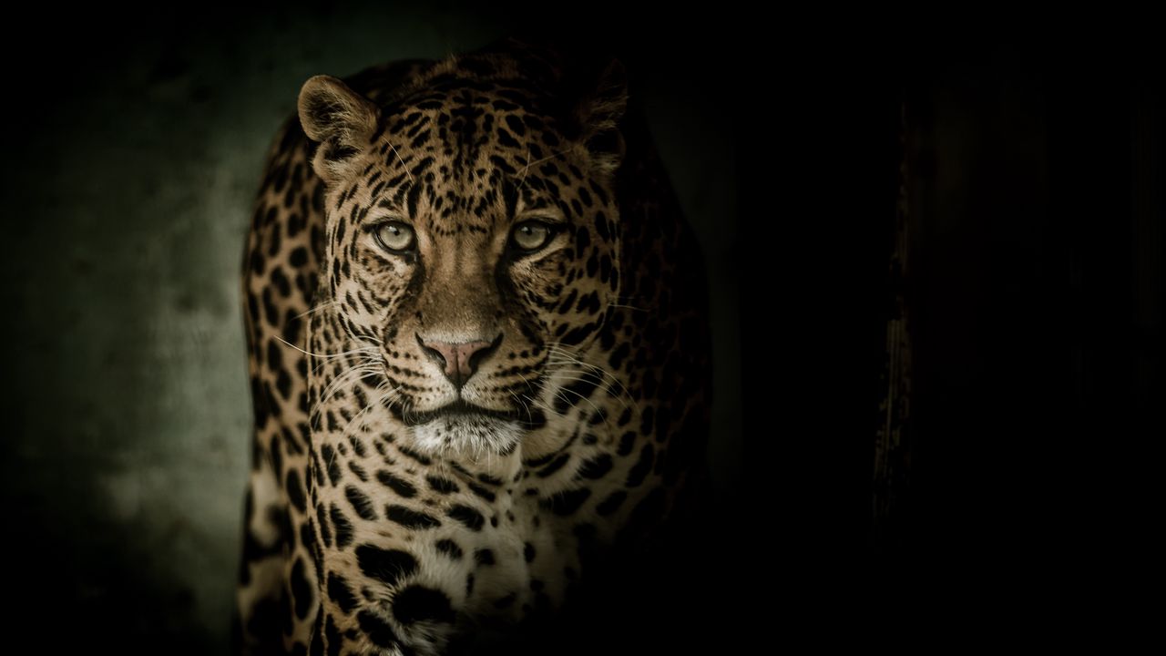 Wallpaper leopard, predator, glance, big cat, dark