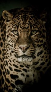 iPhone Wallpapers for iPhone 8 iPhone 8 Plus iPhone 6s iPhone 6s Plus  iPhone X and iPod Touch High Quality   Leopard eyes Animal wallpaper Leopard  wallpaper