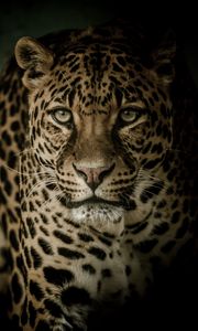 Preview wallpaper leopard, predator, glance, big cat, dark