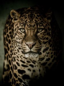 Preview wallpaper leopard, predator, glance, big cat, dark