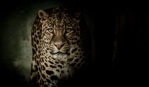 Preview wallpaper leopard, predator, glance, big cat, dark