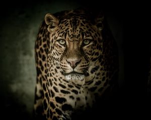 Preview wallpaper leopard, predator, glance, big cat, dark