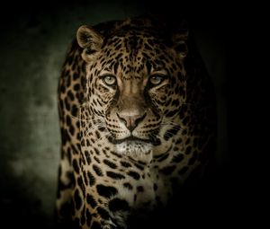 Preview wallpaper leopard, predator, glance, big cat, dark