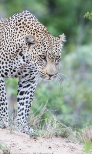 Preview wallpaper leopard, predator, glance, big cat, spots