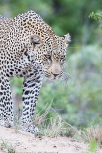 Preview wallpaper leopard, predator, glance, big cat, spots