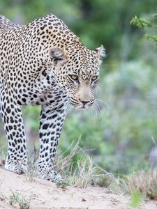 Preview wallpaper leopard, predator, glance, big cat, spots