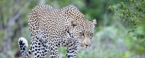 Preview wallpaper leopard, predator, glance, big cat, spots