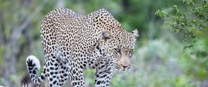 Preview wallpaper leopard, predator, glance, big cat, spots