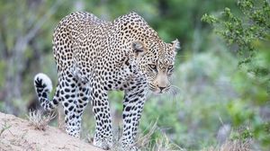 Preview wallpaper leopard, predator, glance, big cat, spots