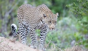 Preview wallpaper leopard, predator, glance, big cat, spots
