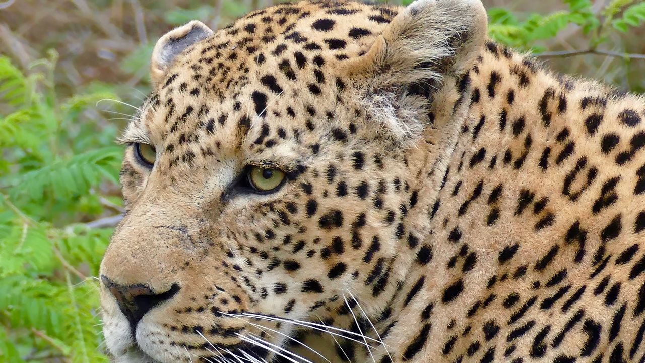 Wallpaper leopard, predator, grass, wildlife