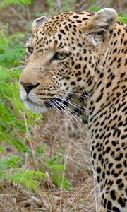 Preview wallpaper leopard, predator, grass, wildlife