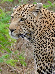 Preview wallpaper leopard, predator, grass, wildlife