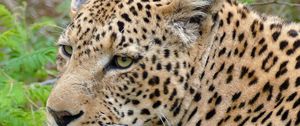 Preview wallpaper leopard, predator, grass, wildlife