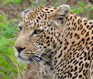 Preview wallpaper leopard, predator, grass, wildlife