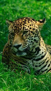 Preview wallpaper leopard, predator, grasses, big cat, wild