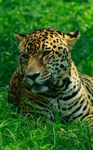 Preview wallpaper leopard, predator, grasses, big cat, wild