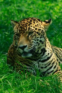 Preview wallpaper leopard, predator, grasses, big cat, wild