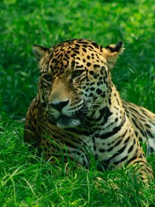 Preview wallpaper leopard, predator, grasses, big cat, wild