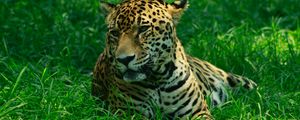 Preview wallpaper leopard, predator, grasses, big cat, wild