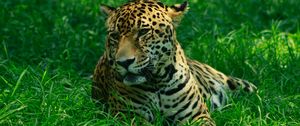 Preview wallpaper leopard, predator, grasses, big cat, wild