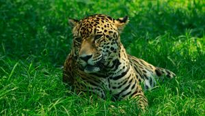 Preview wallpaper leopard, predator, grasses, big cat, wild