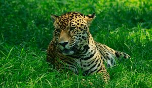 Preview wallpaper leopard, predator, grasses, big cat, wild