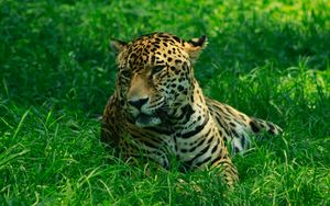 Preview wallpaper leopard, predator, grasses, big cat, wild